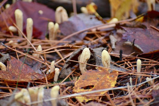 Cordyceps Mushroom: A Vegan Supplement Like No Other - VEGANTROP